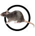 ratte-icon